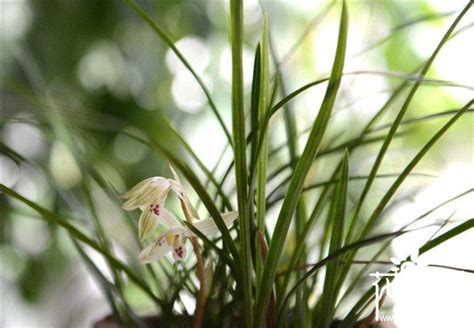 蘭花顏色風水|蘭花放在客廳旺財嗎，蘭花風水擺放禁忌